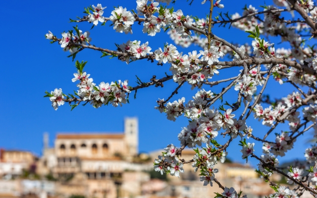 Mandelblütenzeit im Dorf Selva auf Mallorca